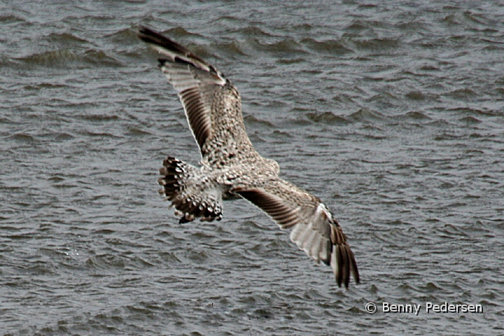 Solvmage ungfugl1.jpg - Sølvmåge ungfugl (Larus argentatus)